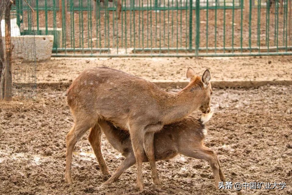 我不要我觉得我要你觉得,我不要我觉得我要你觉得是什么梗