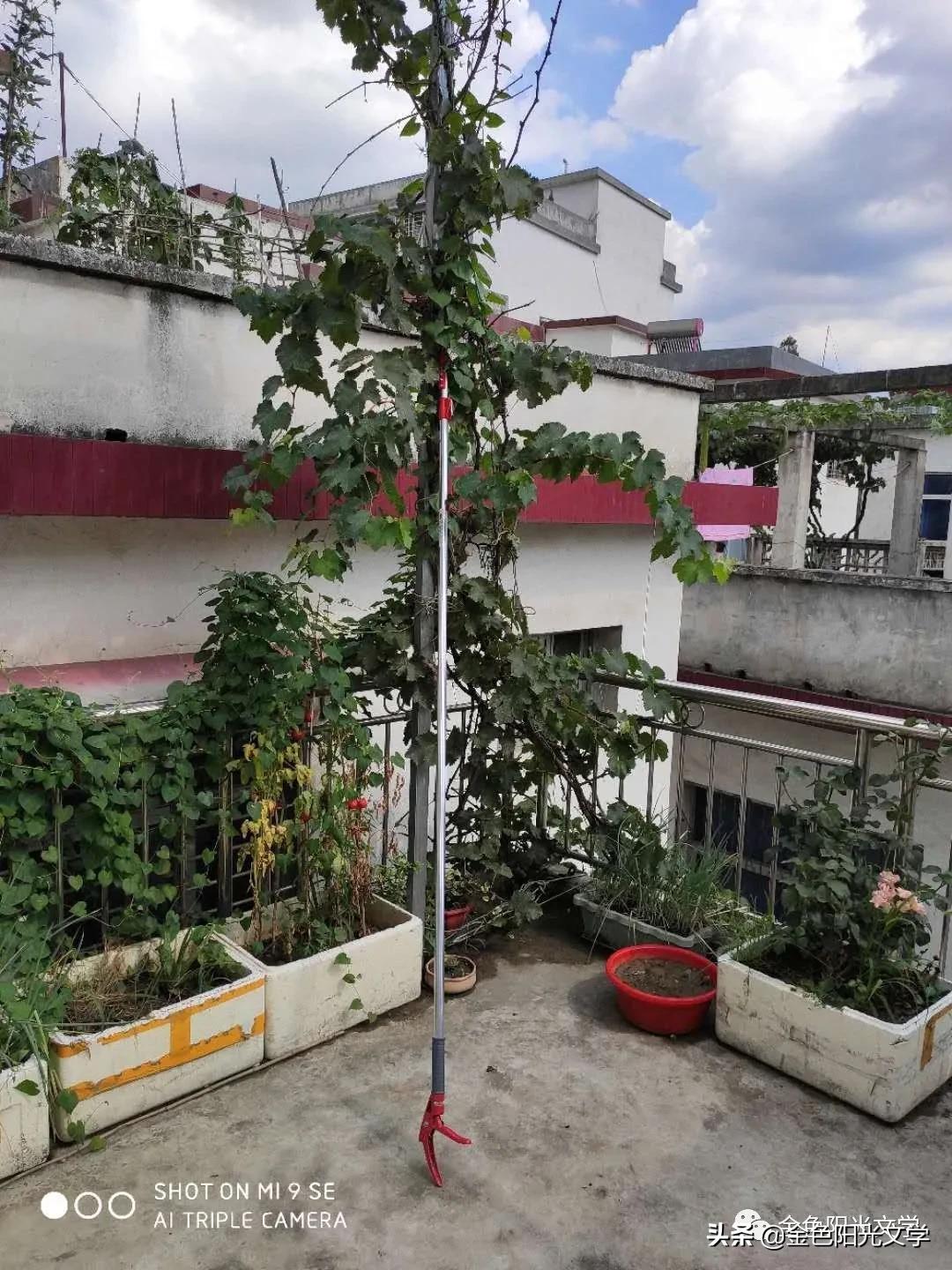 我的乐园作文指导,游迪士尼乐园作文