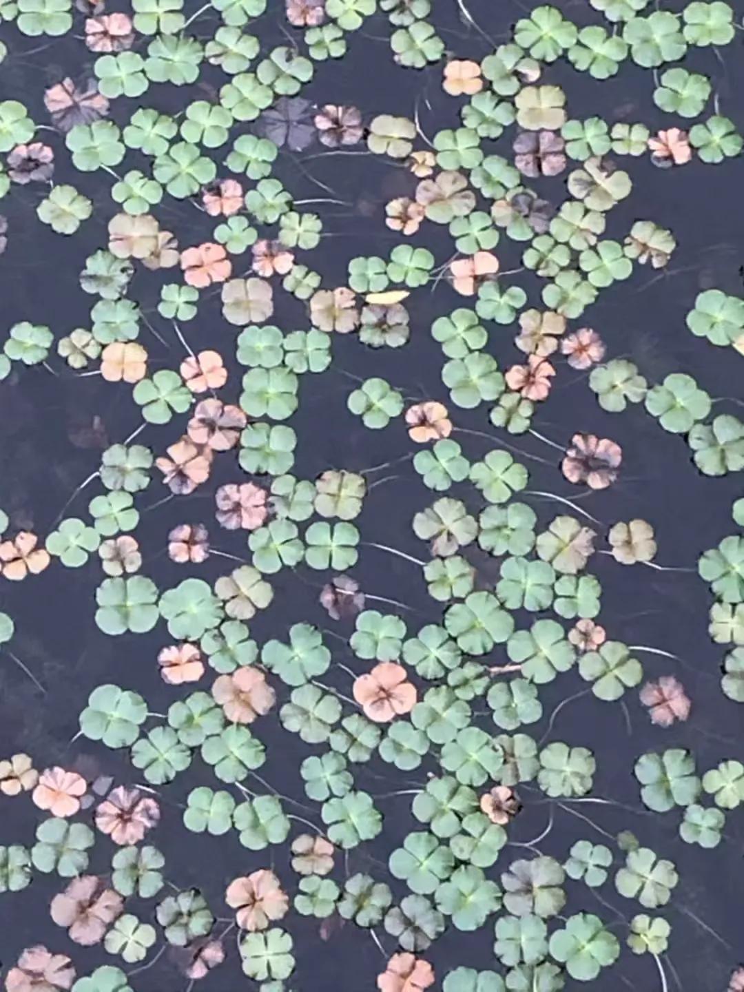 折扇红袖图,带有古韵的折扇