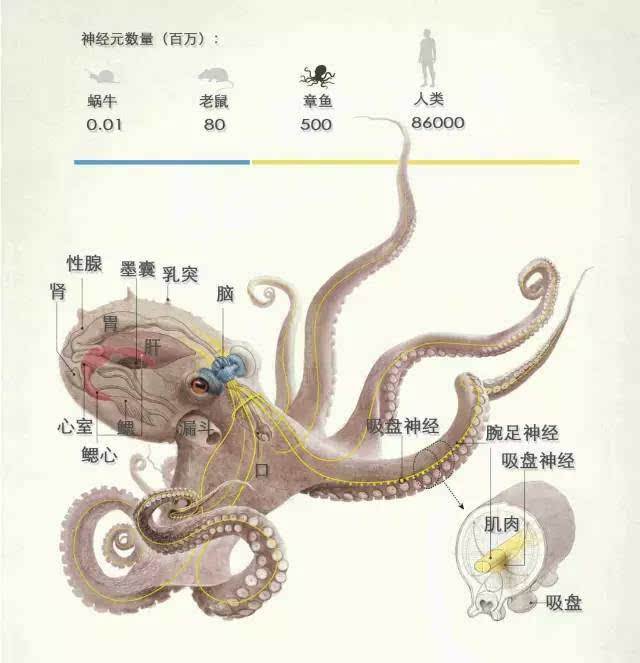 每个章鱼都有一个想要房子的梦想，“房奴”章鱼为何这么喜欢房子