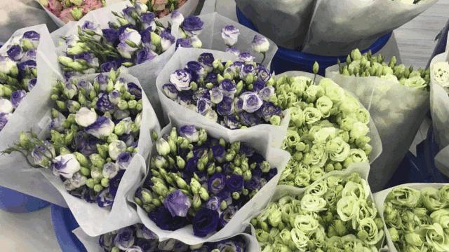 成都最大花卉花市,成都市郫县春天花市