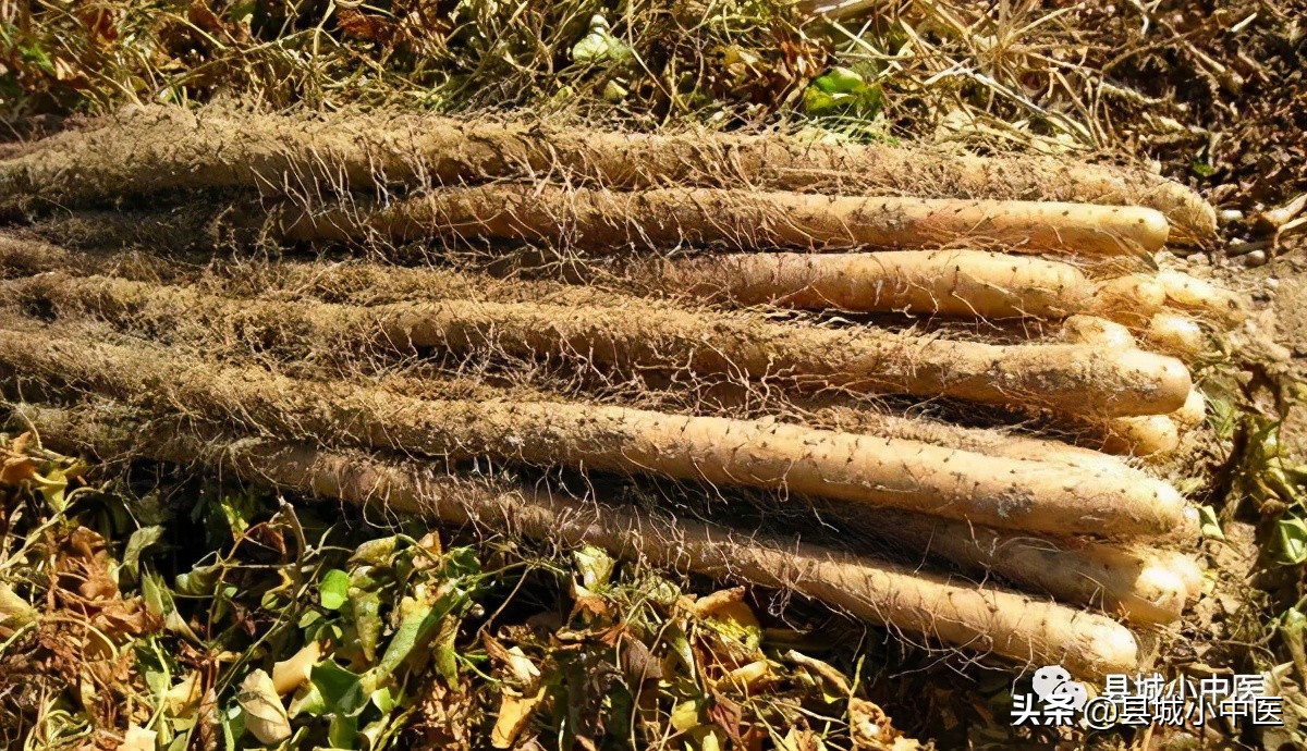 山药果子和山药的功效一样吗,鲜山药和干山药的功效