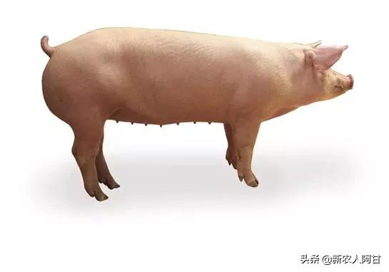 养猪人要注意公猪和母猪,二元母猪与三元母猪外貌特征