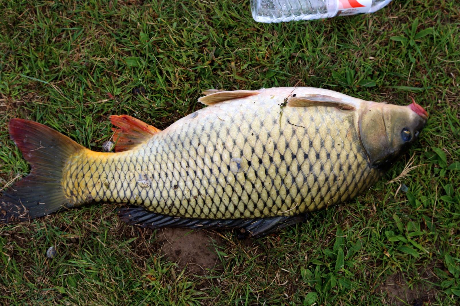 野钓大鲫大鲤麦粒饵料,钓鱼麦粒如何使用
