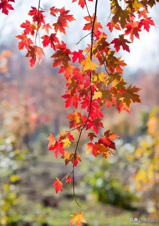 成都红枫打卡地,川西红枫岭团购