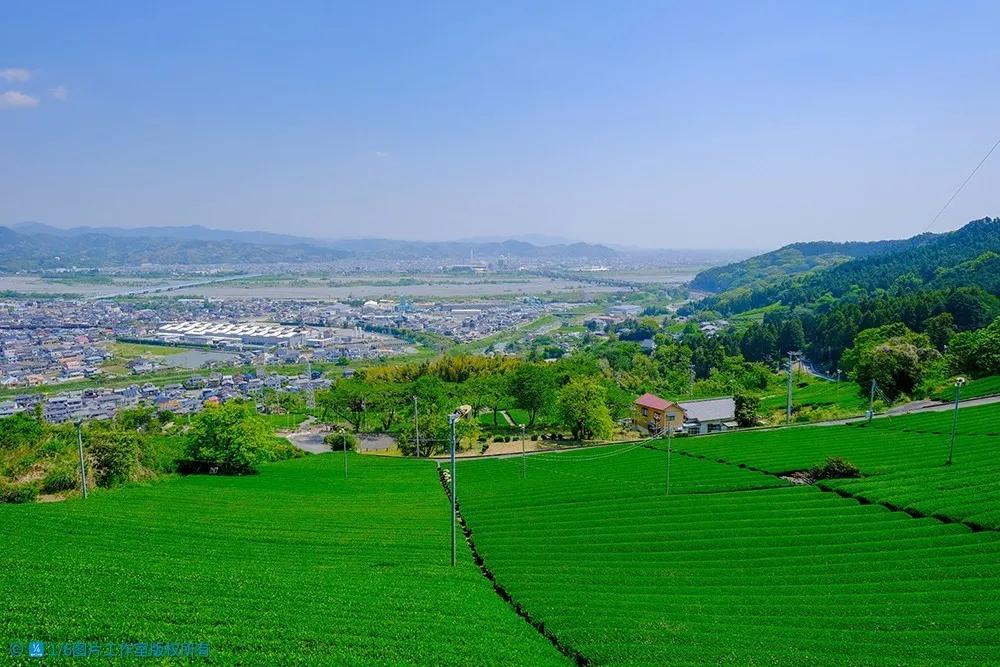 日本的茶博物馆,日本茶之都茶道体验