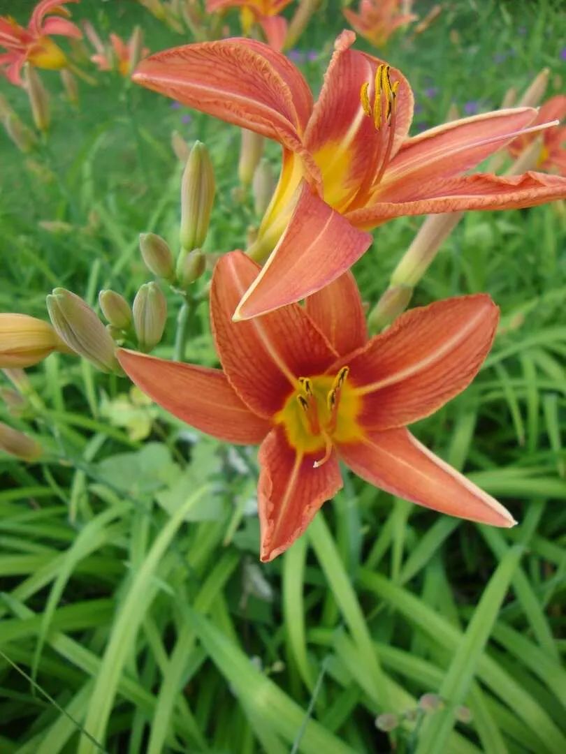 中国的母亲花叫什么,中国的母亲花是什么样子的