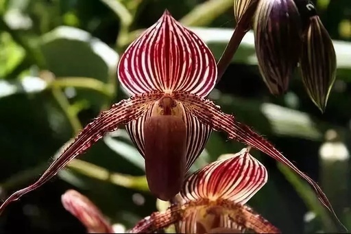 世界十大罕见花卉,世界名贵花卉高清大图