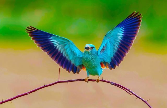 蓝胸佛法僧高清图片,蓝胸佛法僧