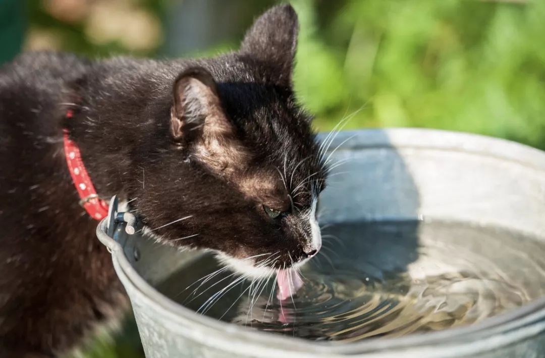 猫咪中暑四大症状预防中暑小妙招,夏天热怎么防止猫咪中暑