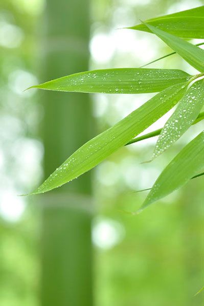 竹种类四季竹,竹生长科普