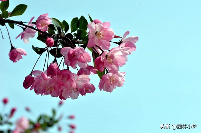 海棠花叫断肠花的故事,海棠花又名断肠花有毒吗