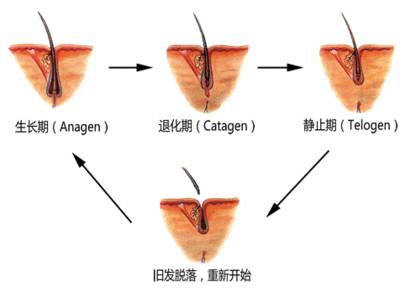 改善Ｍ型秃需要把重点放在细毛上！
