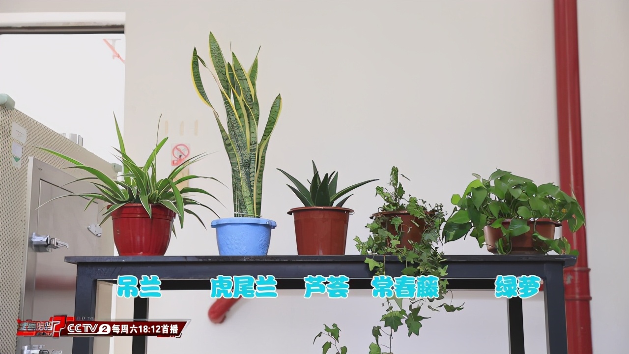 卧室怎么去除甲醛放什么植物,去除甲醛的植物花卉有哪些