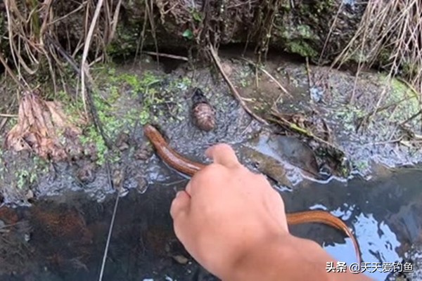 黄鳝钓法详细步骤,野生黄鳝钓鲤鱼