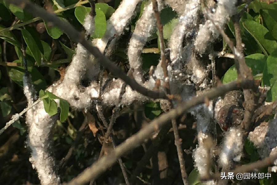 绿篱叶片泛白,枯萎的绿篱怎么补救