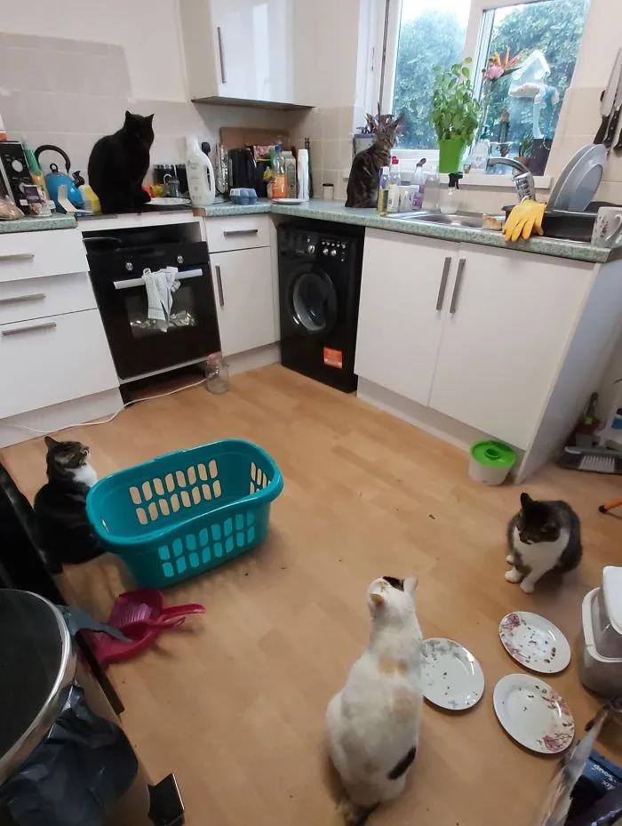 关于猫咪的可爱故事,可爱的小猫咪儿童故事
