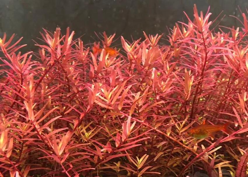 石上的迷你矮+血红宫廷，美的让人心醉