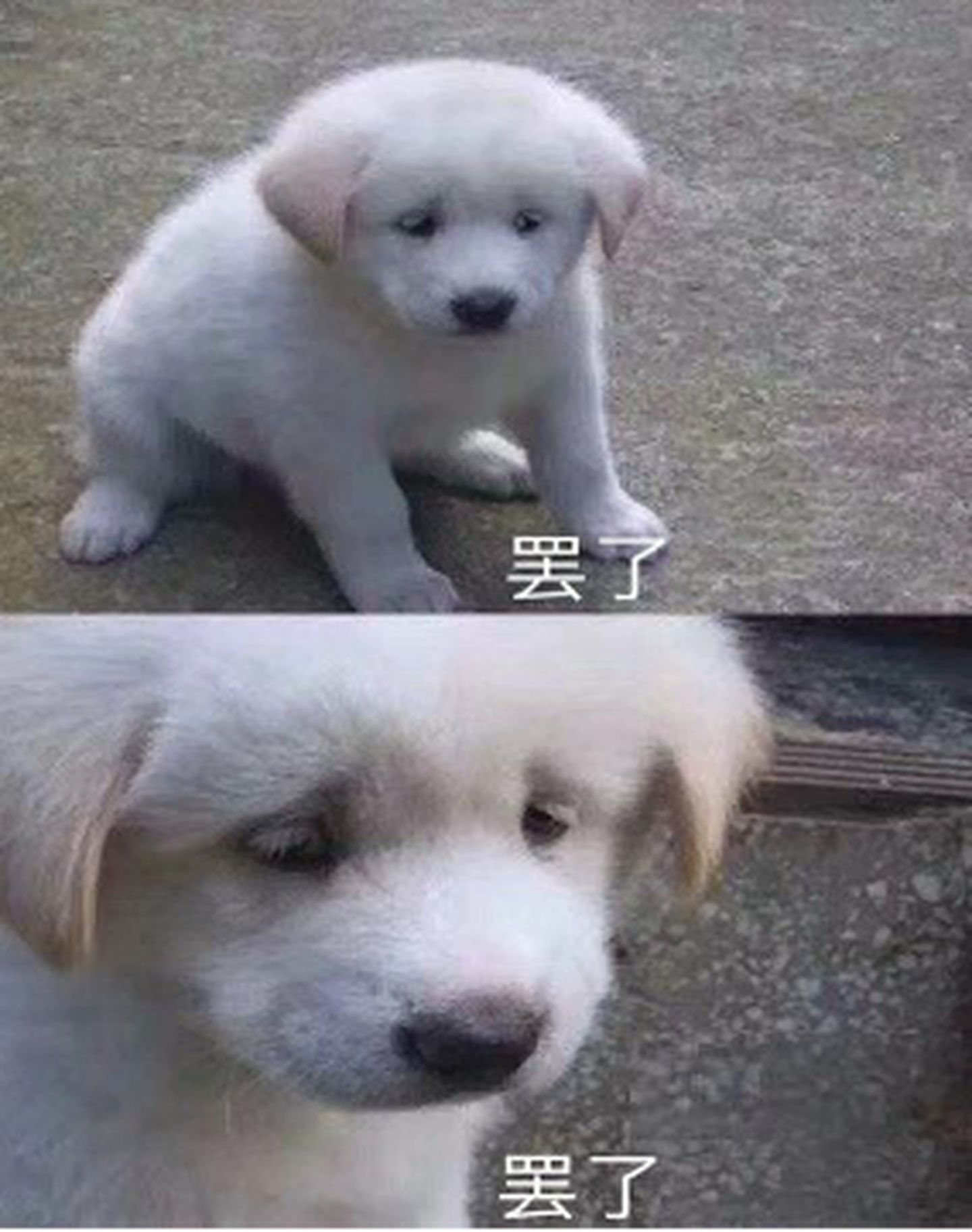 川美录取分数线2019美术生,贵州美术生考央美和川美哪个难