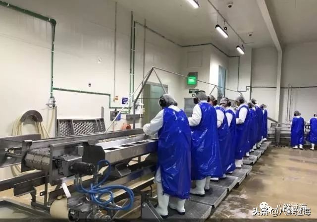 引入活青口贝、鲜帝王鲑，新西兰海产出口商的新生力量！