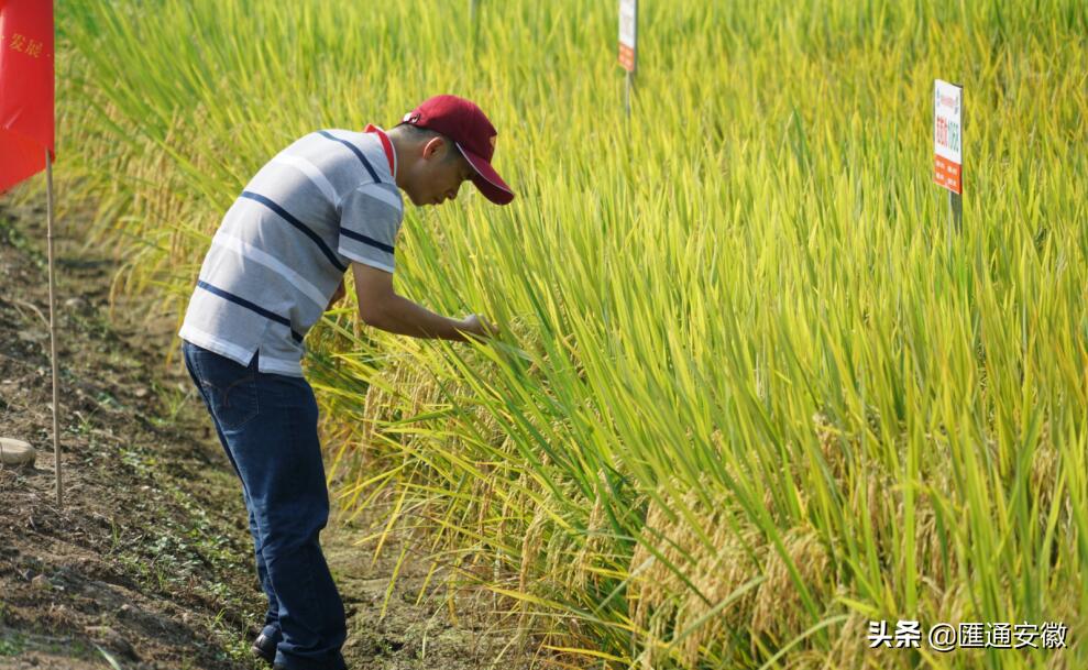 丰大种业怎么样,丰大种业大会