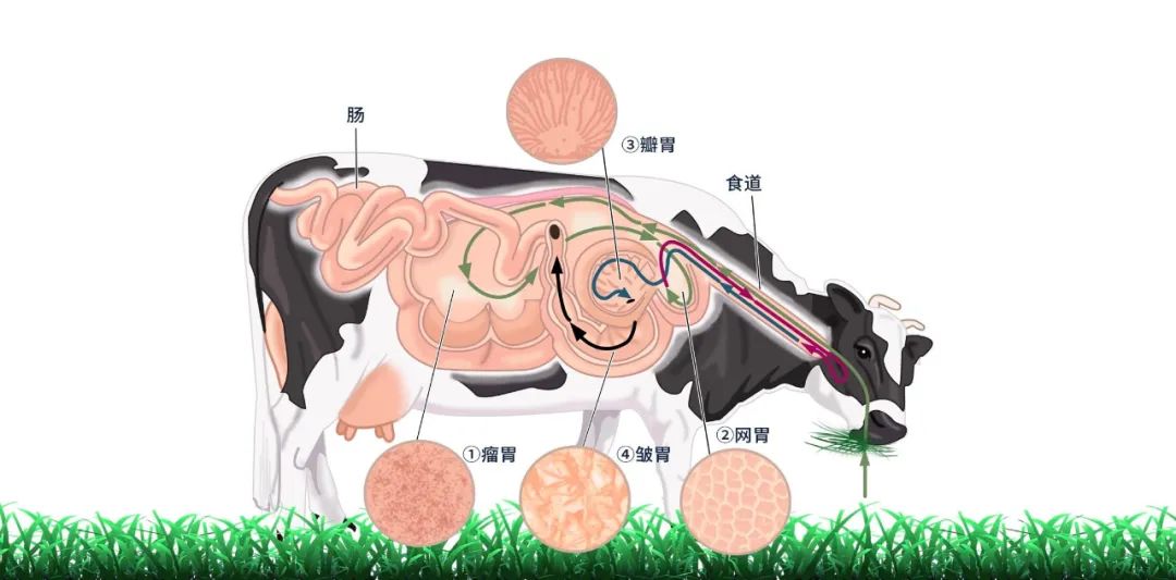 牛真正的胃称作什么,牛四个胃俗称叫什么