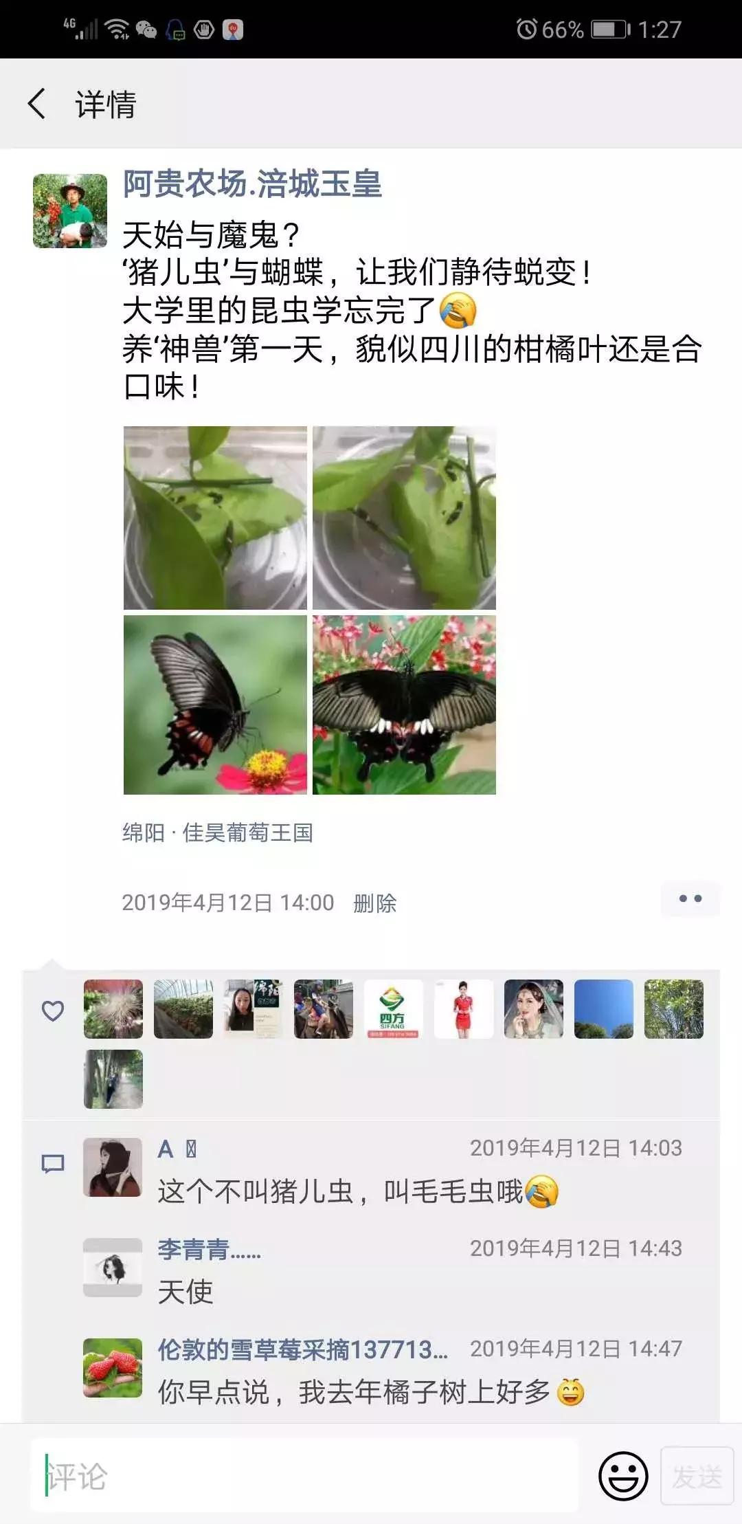 被“致富经”忽悠养殖野鸡，没想到失败以后反而成了番茄大王