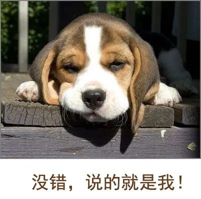 这5种狗你都敢养,建议新手便宜养的10种狗