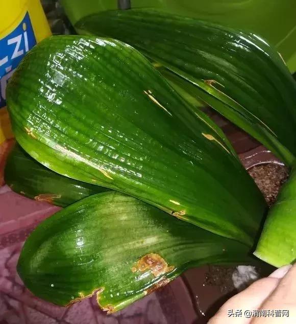 妞嶇墿鍡栧棖闀跨垎鐩嗕笉榛勫彾,鍏绘鐗╀竴涓槦鏈熶笉姝荤殑绉樻柟