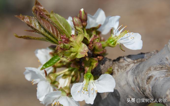 樱桃好吃树难栽大樱桃树视频,樱桃好吃树难栽口难开