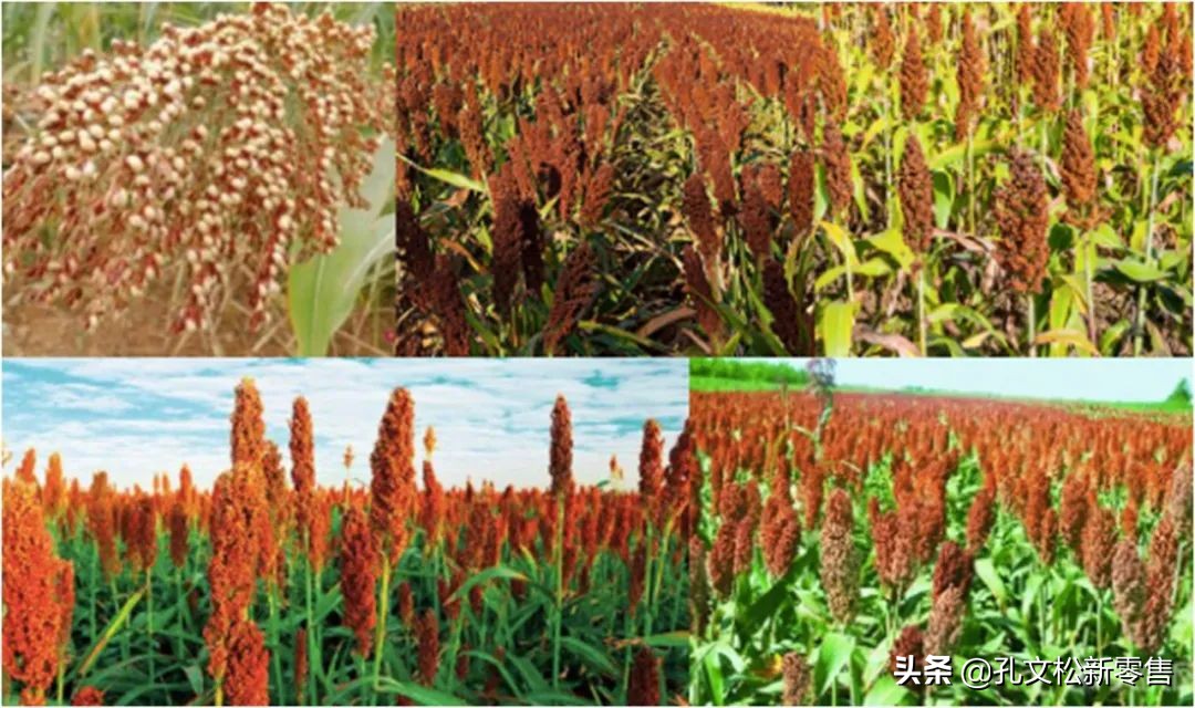 关于泸州老窖酒的诗句,酒是高粱酿的诗句