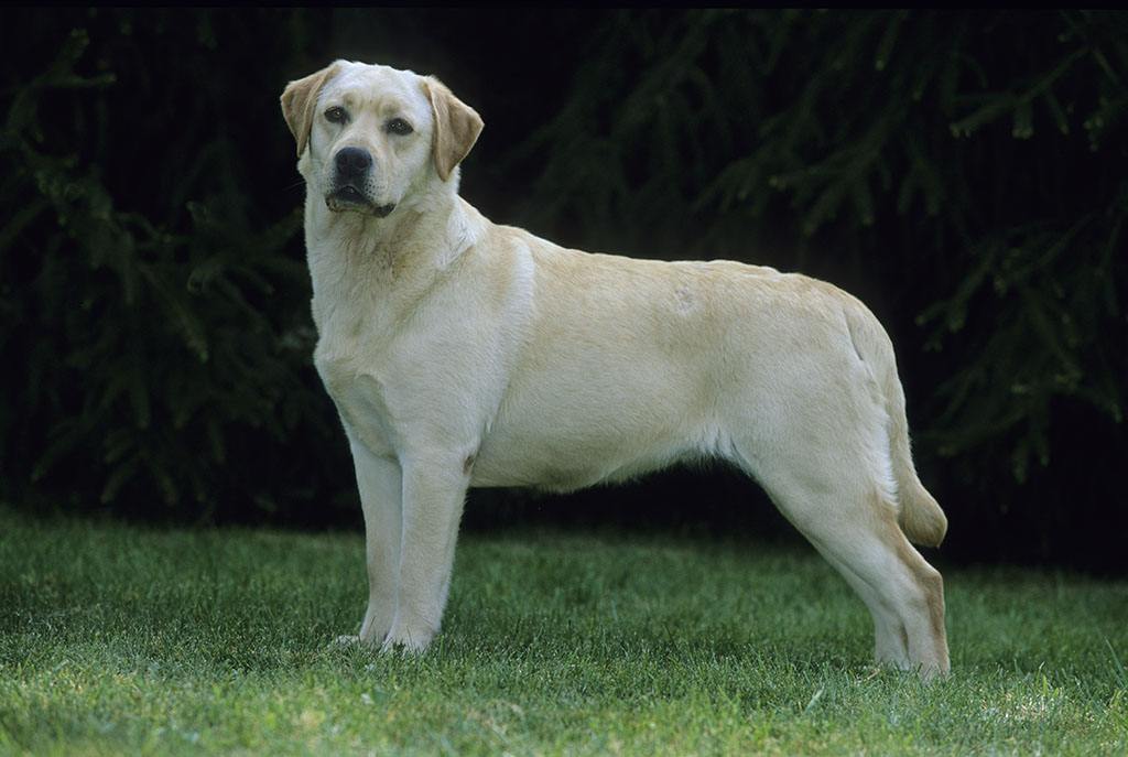 拉布拉多成年犬怎么训,养拉布拉多新手入门必知