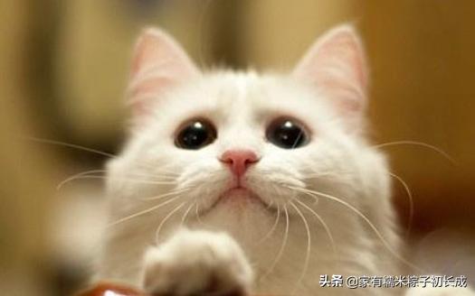 养猫咪不可以吃什么,养猫最好牢记七不要对猫咪有好处