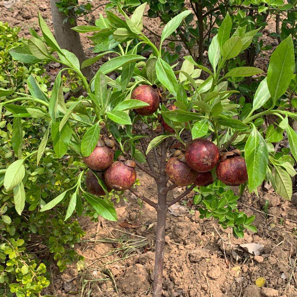 国内还没范围种植，全靠进口供应，如今却沦落地摊，10元3斤