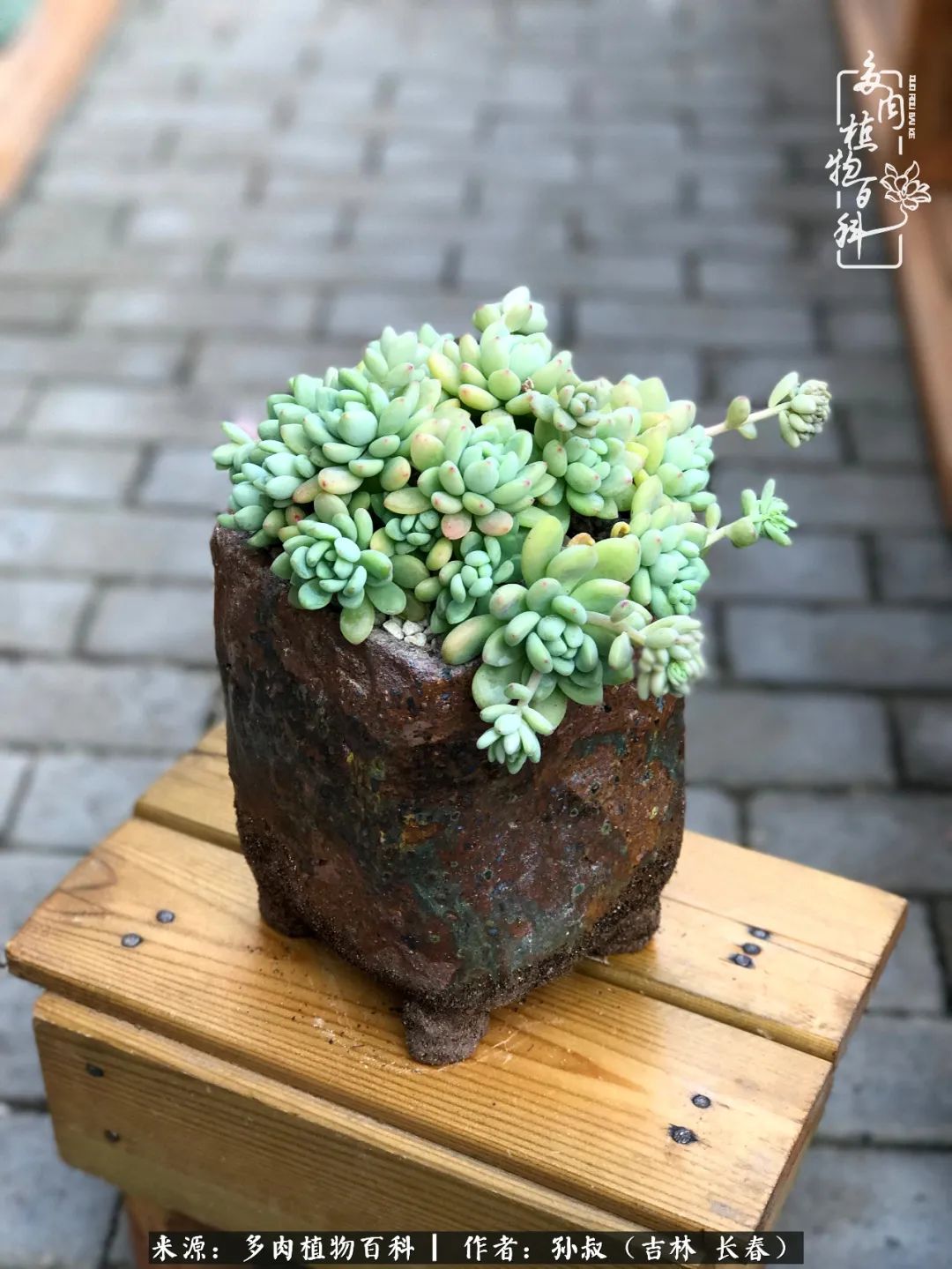 与多肉一起成长,与多肉相伴