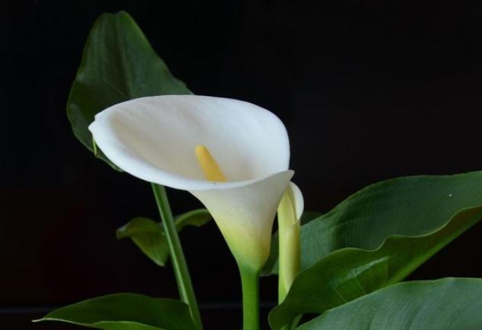 马蹄莲怎么养护什么时候开花呢,马蹄莲的养护方法快速开花