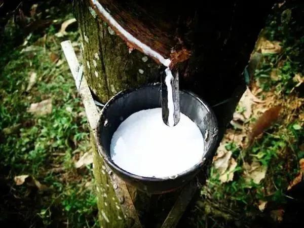 泰国皇家乳胶枕头原装进口 (官方直销泰国皇家天然乳胶枕)