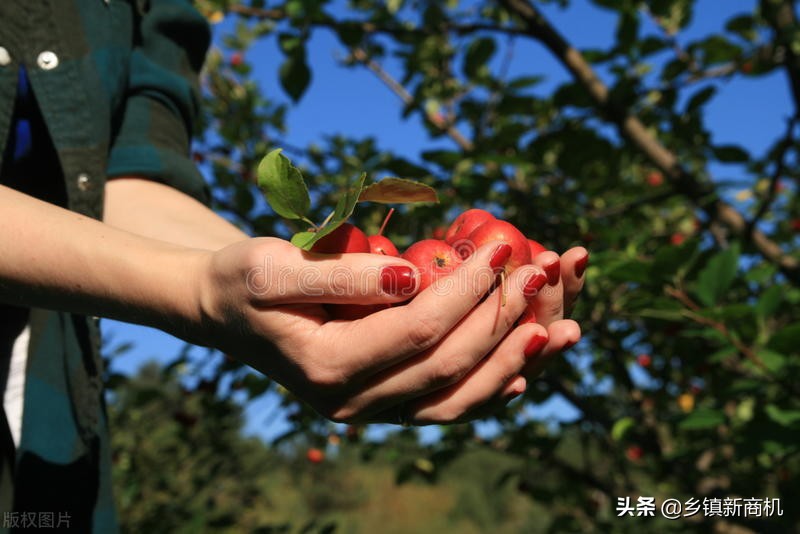 适合农村发展的致富项目大全,适合农村的致富小项目有哪些