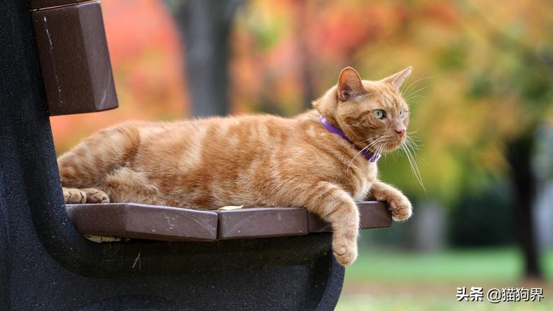 猫咪眼睛流泪有分泌物红褐色,猫咪眼睛发红流泪用什么药