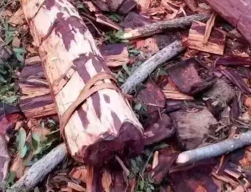 血檀木材的优缺点,血檀木属于什么档次的木材