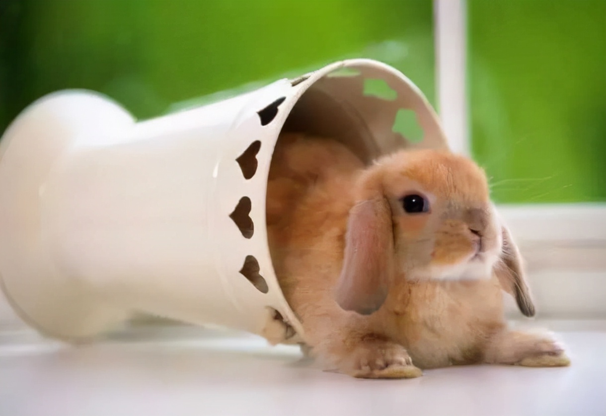 农村小伙养巴哥犬一年赚10万,小伙开宠物乐园年赚1800万