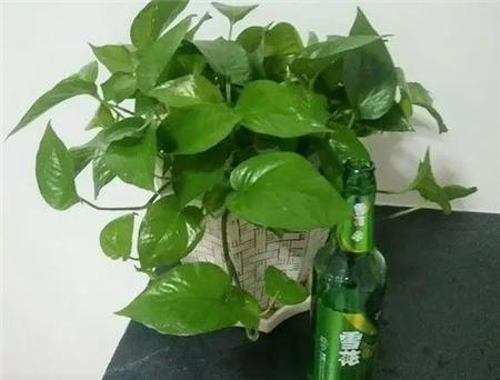 绿萝怎么养才能更旺盛不用肥料,绿萝怎么养才能更旺盛不用肥料养