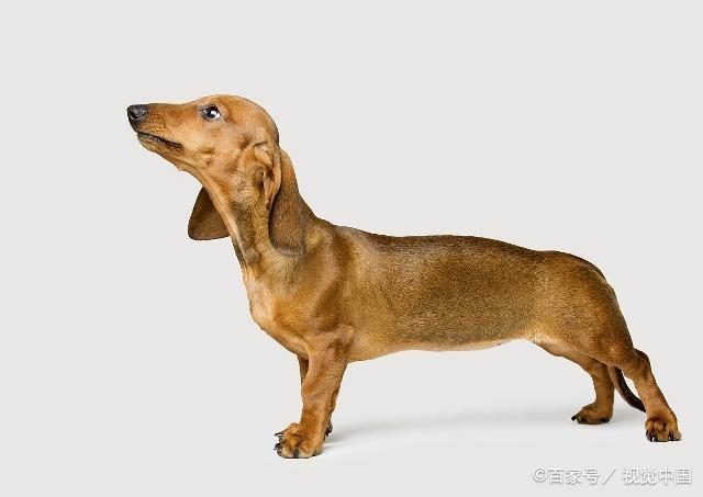 狗狗的种类图片,双鱼座狗狗性格特点