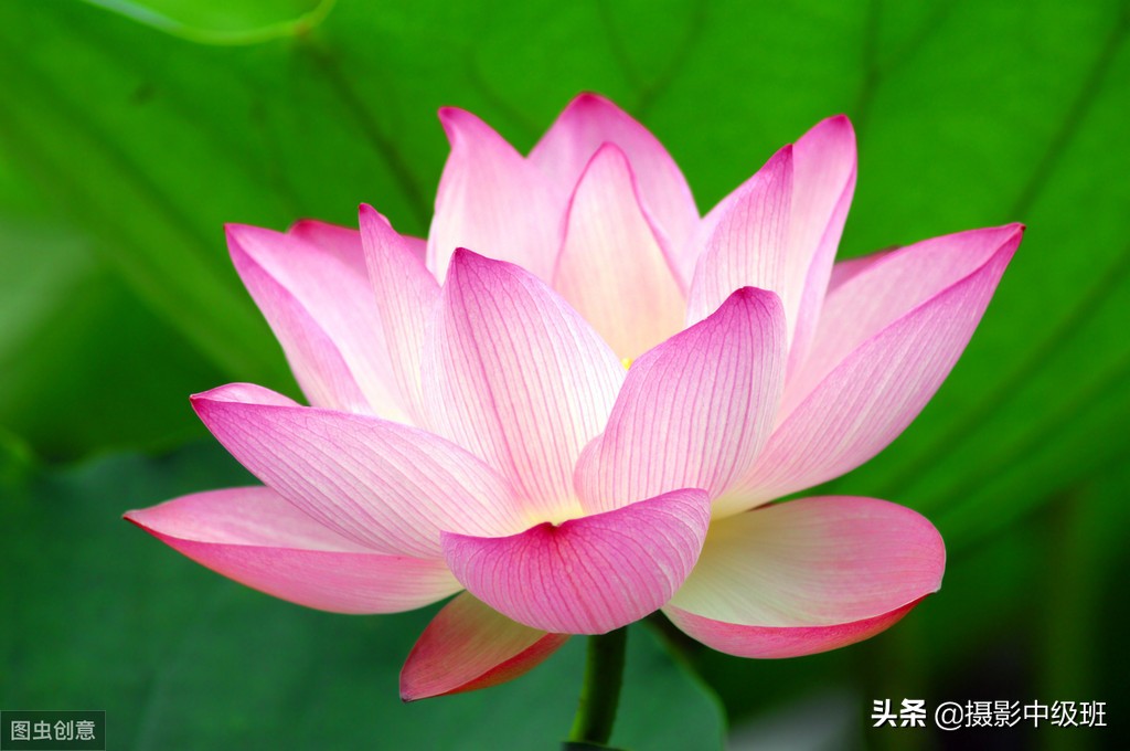 如何拍摄荷花这些技巧你要知道,怎样拍荷花的方法