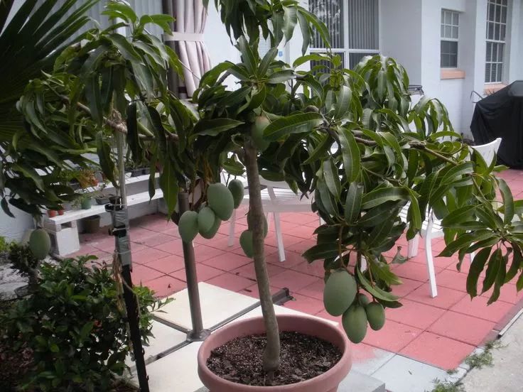 播种的芒果树,芒果树什么时候播种