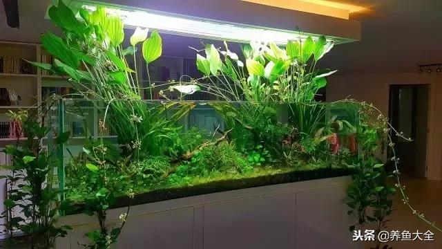 省钱草缸,低成本草缸