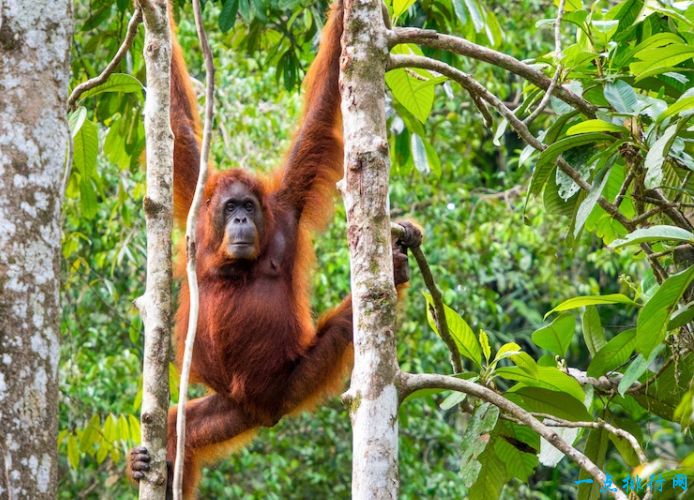 马来西亚旅游必去的十个景点,马来西亚国内海边旅游推荐