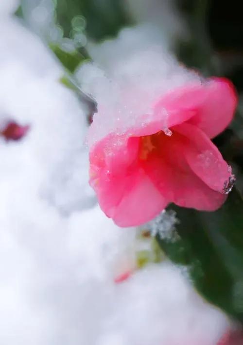 雪中一点红,雪中梅花一片红