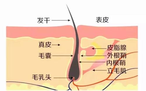 头皮毛囊清洁是不是智商税,头发毛囊修复是智商税么