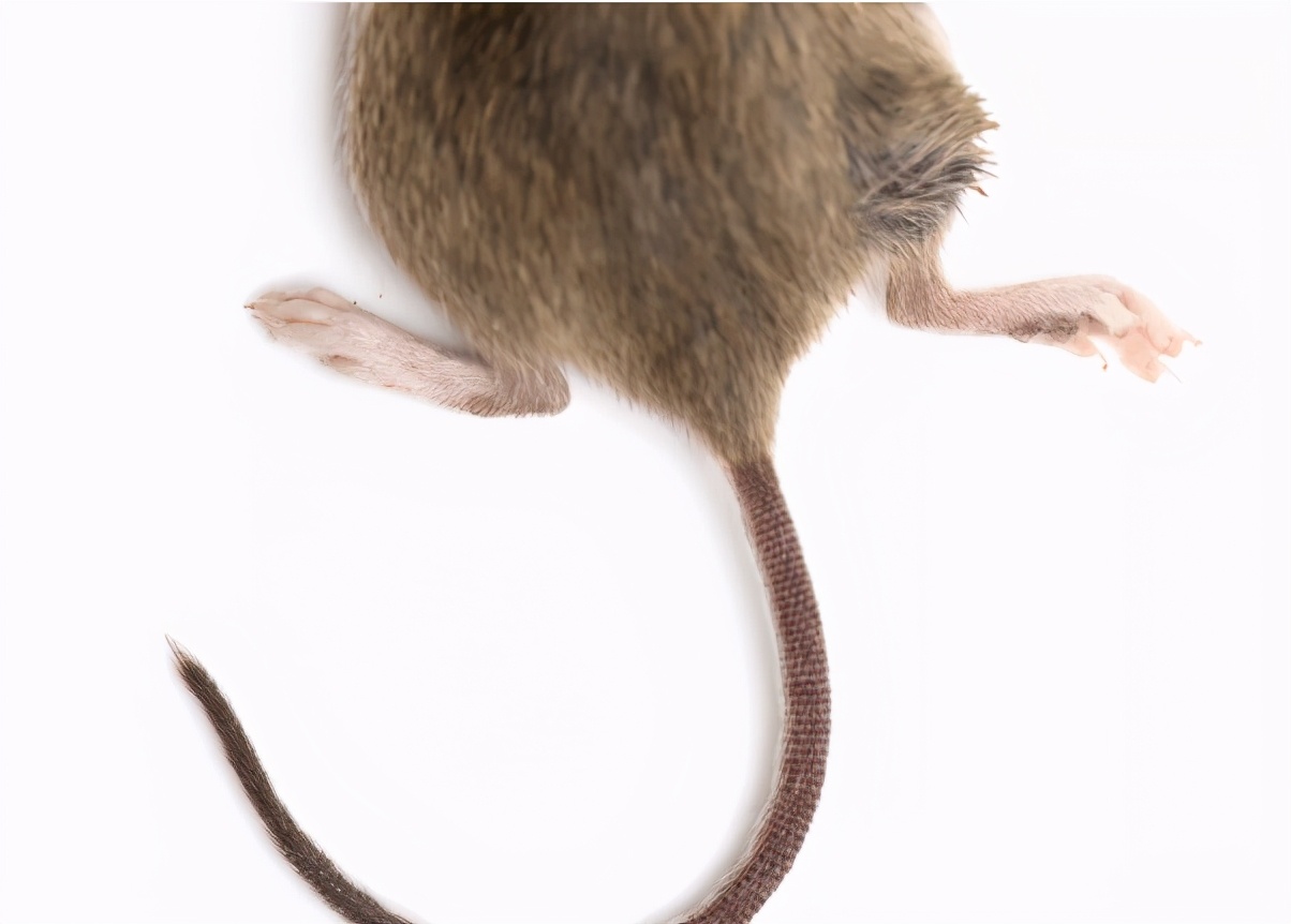 老鼠和猪竟然能通过肛门呼吸？专家：或可用于重症患者治疗